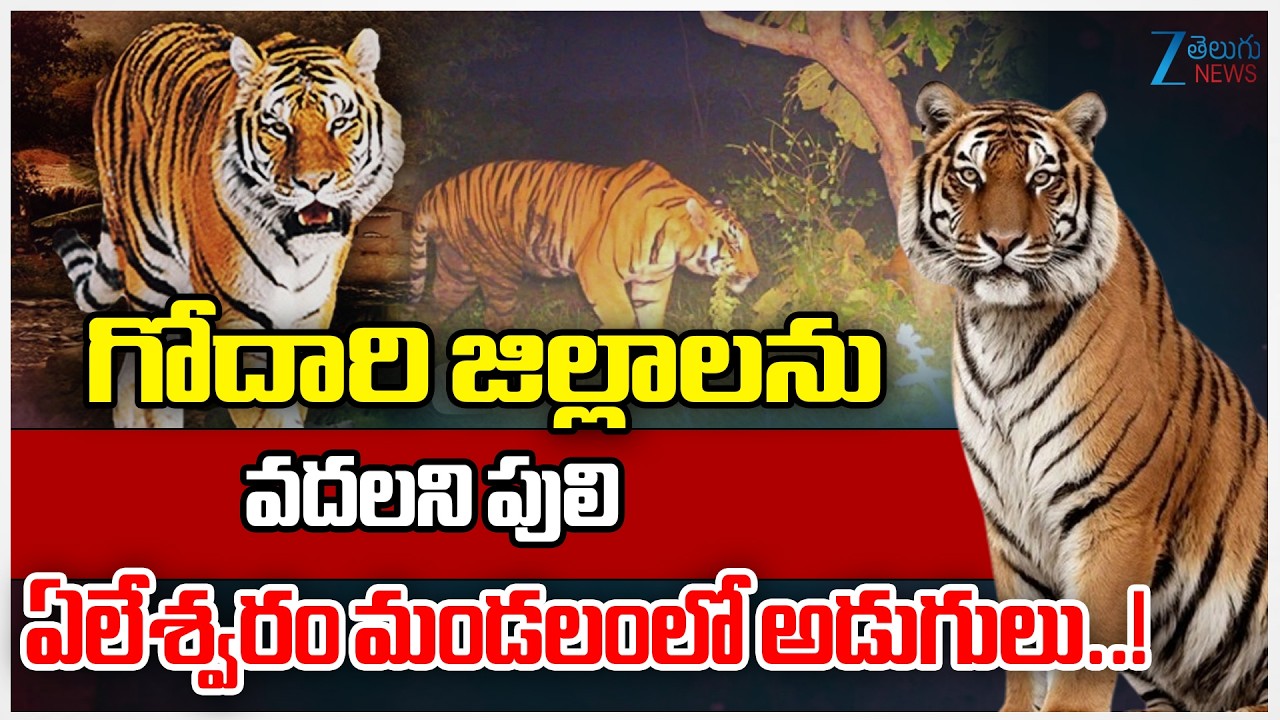 Tiger Roams Near Yeleru Reservoir In Polavaram | గోదారి జిల్లాలను వదలని పులి | ZEE Telugu News