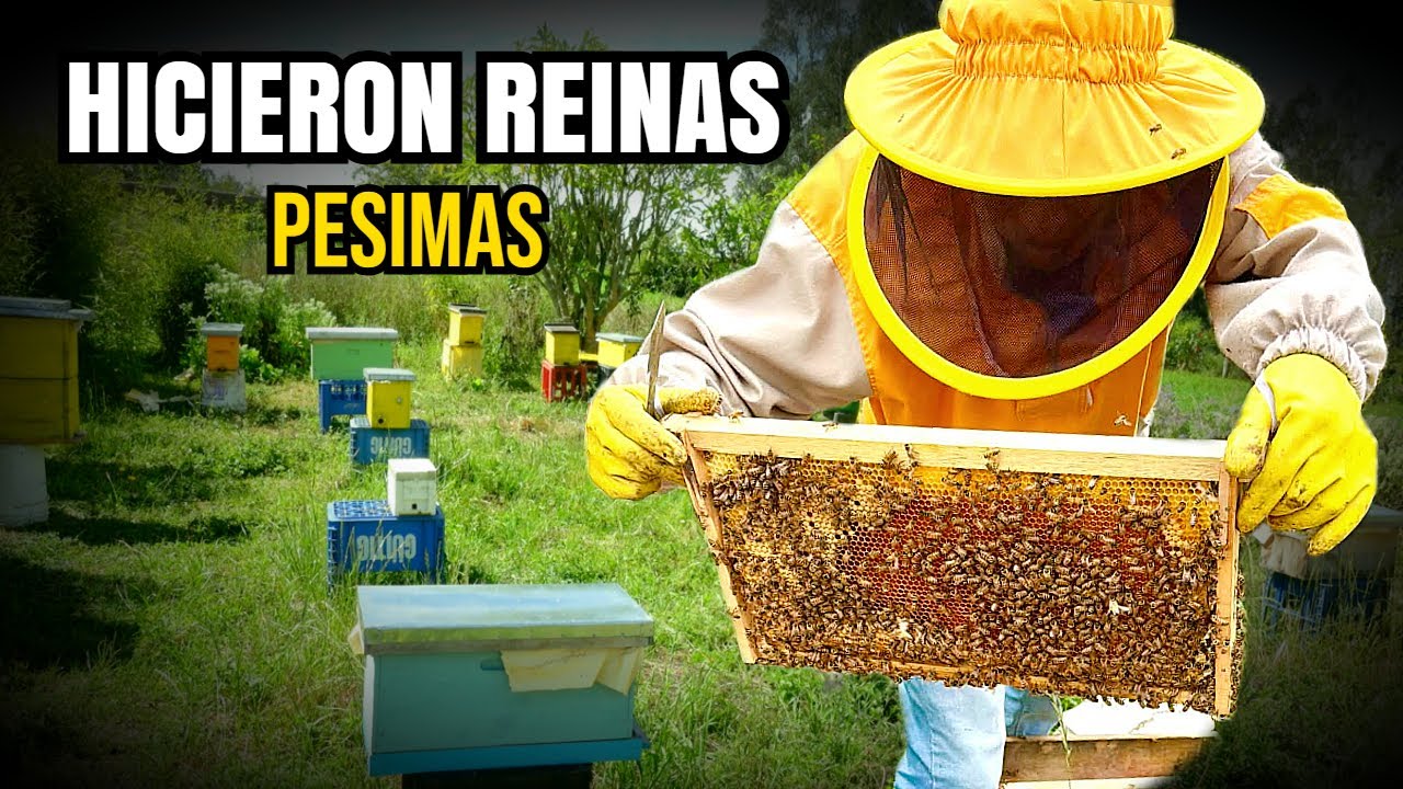 No trabajen con estas reinas SON MALAS es mejor poner otras