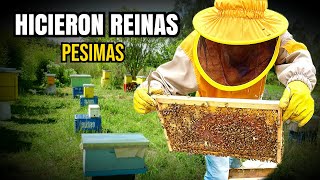 No trabajen con estas reinas SON MALAS es mejor poner otras