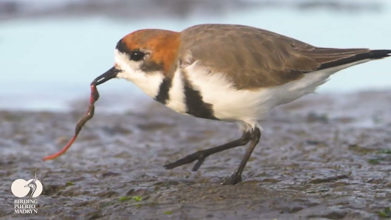 Habitat Matters field film from Birding Puerto Madryn