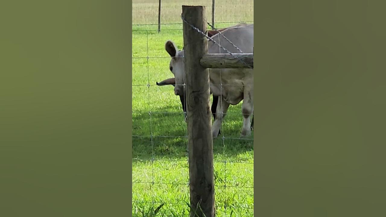 Q. What do you call a cow with no legs? A. Ground beef cowlover bull