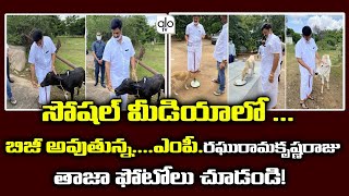 YSRCP MP Raghuram Krishnamraju Feeding To Dumb Creatures Photos Viral In Social Media | AP | ALO TV