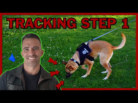วีดีโอ: Dog Sports 101: Tracking