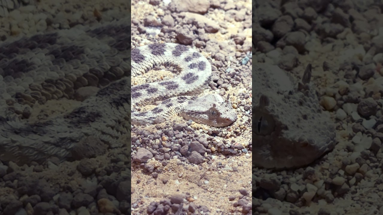 Best reptile shop in uk part 1 #reptiles #pets #venomous #snake #fyp #viper #uk #ballpython #shop