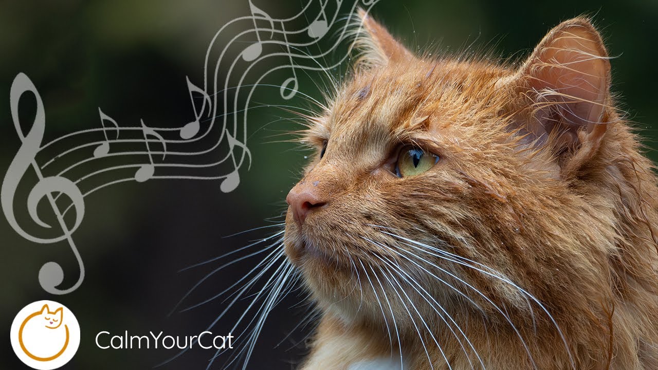 EXTREME RELAXATION Music for Anxious Cats 🐈 - YouTube