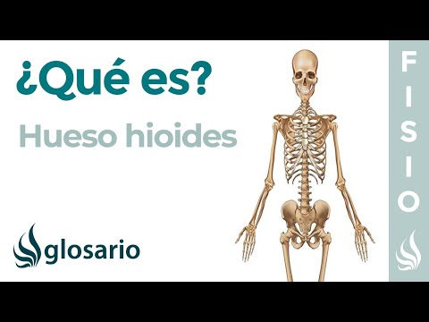 Video: ¿Quién es el hueso hioides único?