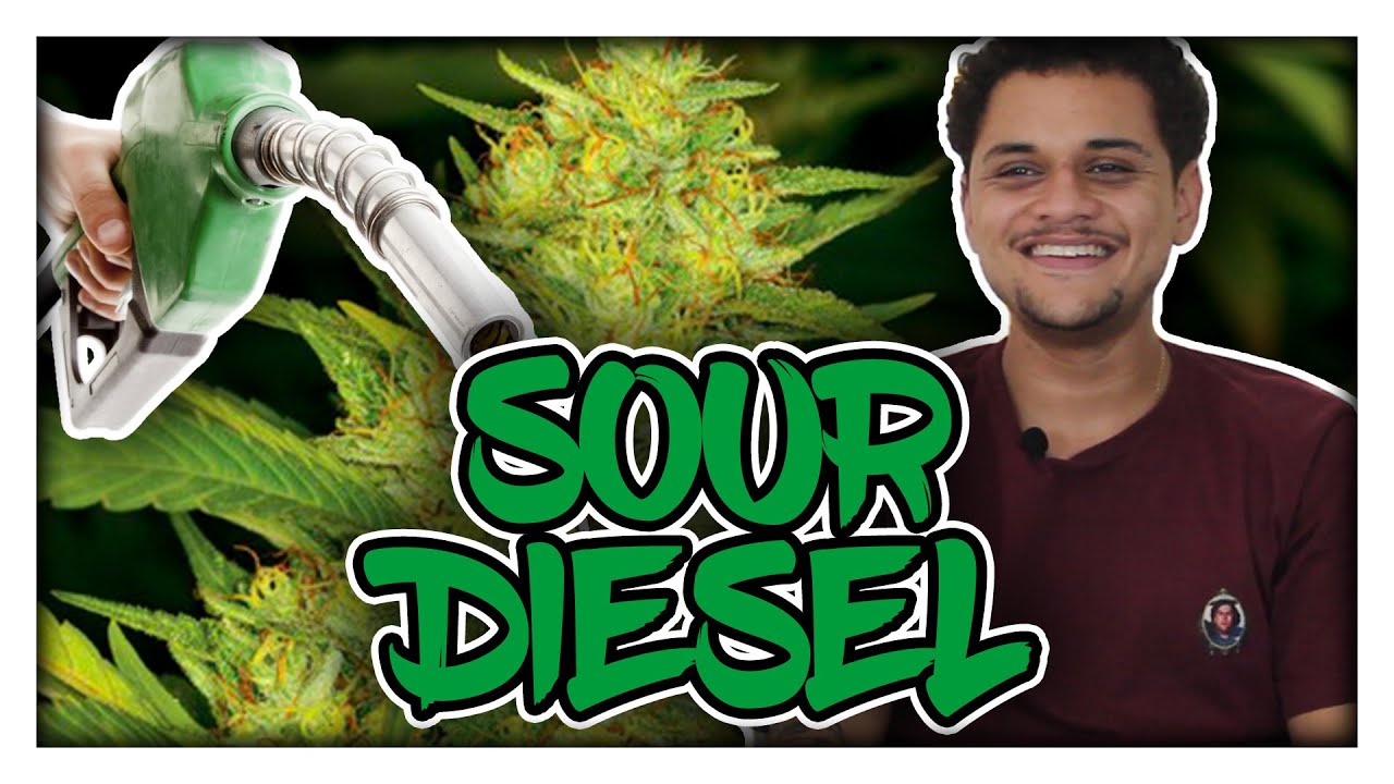 Veridade de maconha: SOUR DIESEL