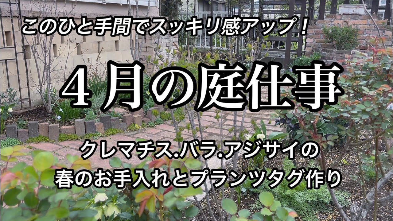 【スッキリした庭を作る春のお手入れ】クレマチスの間引きと誘引・バラの芽かき・アジサイの枯れ枝剪定・コスパ最強100均のファイルでプランツタグ作り