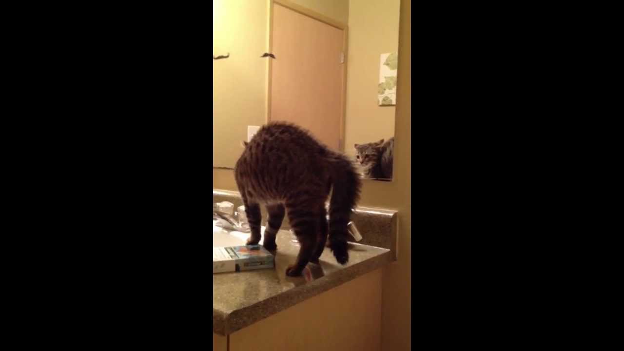 Our new kitten literally scares the crap out of itself!