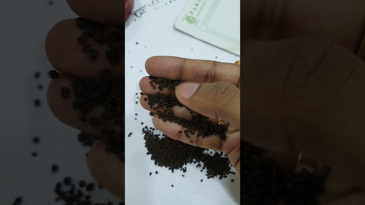 Swachh tea kailash BOP Grade tea