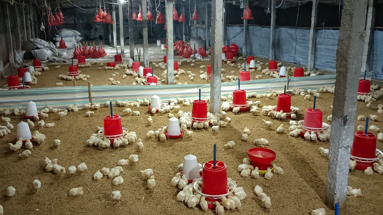 Night management for broiler brooding - YouTube