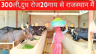 36लाख साल का 300ली,दुध रोज राजस्थान के युवाdairyfarminginrajsthandairyfarm