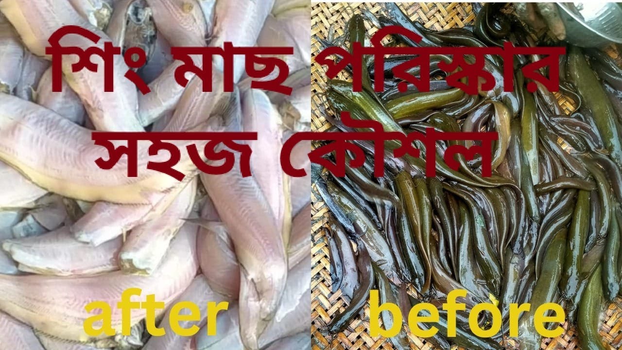 How To Clean Horn Fish Easy Way How To Clean Horn Fish Easy Way