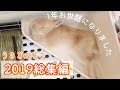 うさぎのもこ！2019総集編！