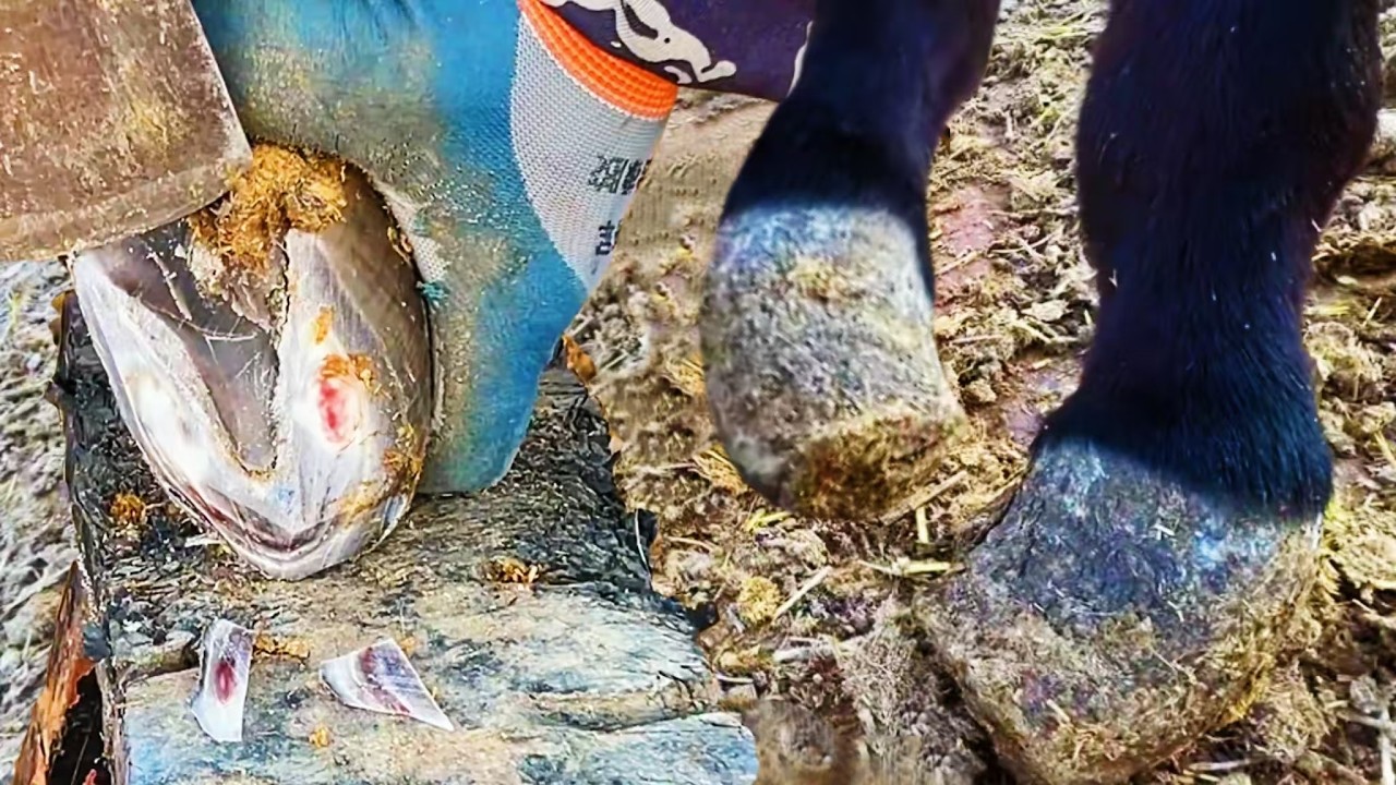 Копыта осла были покрыты кровавыми волдырями! Он так сильно страдал от боли, что его ноги согнулись!