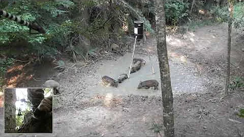 Archery Hunting Hogs - from hit to hanging!