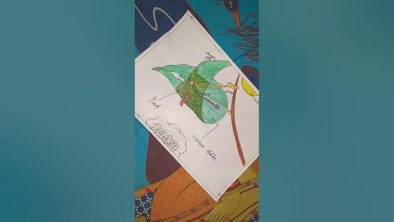 photosynthesis-food-making-process-in-plants-diagram-youtube