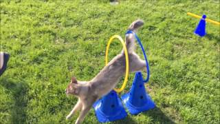 Cat Agility