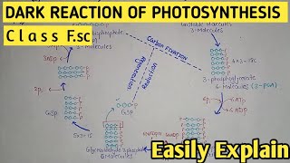 Dark Reaction Of Photosynthesis Calvin Cycle Light Independent Reaction Cl 11 Biology