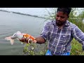   koi carp fish  meen pidipom chennai fish fishing angler koicarpfish