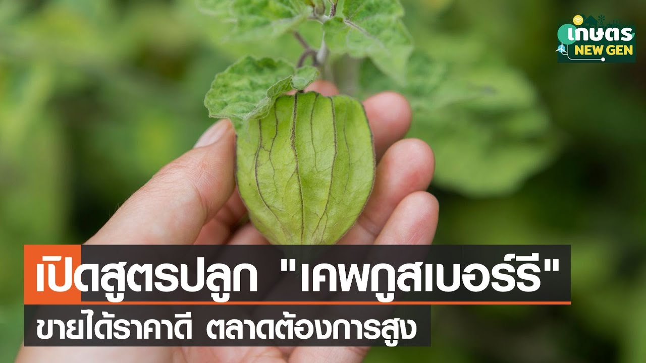 ปลูก “เคพกูสเบอร์รี” ราคาดีขายได้กิโลกรัมละ 100 บาท | เกษตรนิวเจน