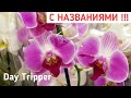 ШИКАРНЫЕ орхидеи к 1 сентября в ЛЕНТА Армада 2 Orchids ORCHID Орхидея ОРЕНБУРГ Обзор ОРХИДЕИ