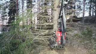 Komatsu 901xc VS big tree