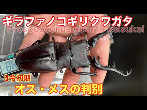 ギラファノコギリクワガタ　オスメスセット Amazon | 【BIG HORN】ギラファノコギリクワガタ110ミリ成虫ペア オス