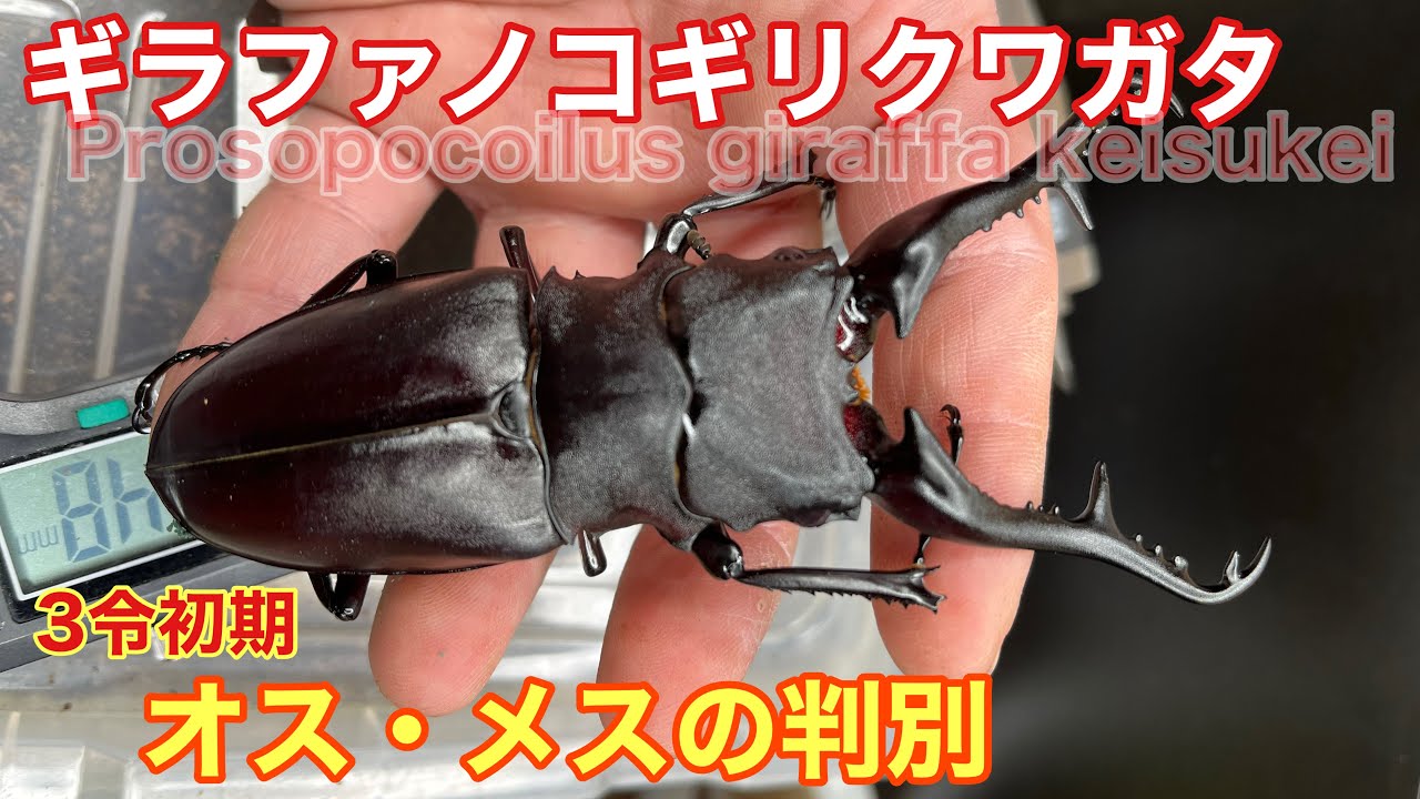 ギラファノコギリクワガタの雄雌判別 - YouTube