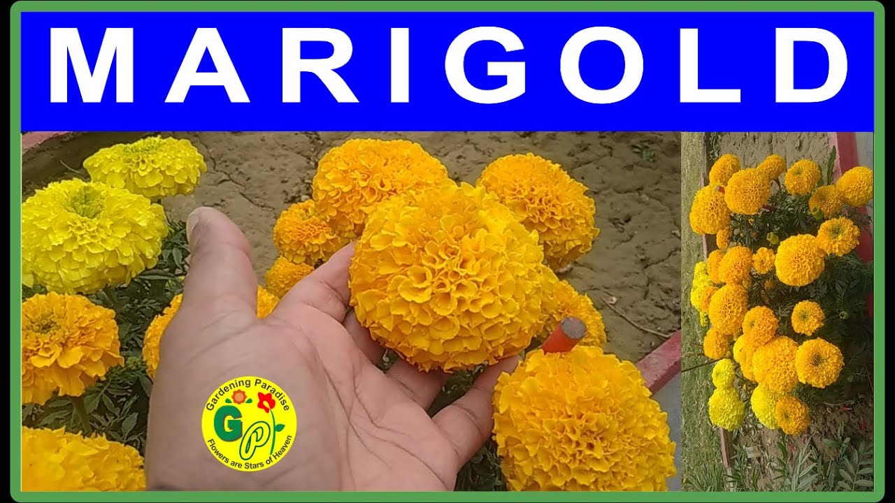 How to grow marigold flowers at home full update Marigold Flowering