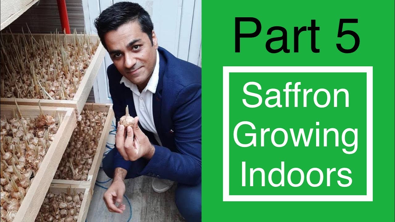 How to purchase saffron bulb YouTube