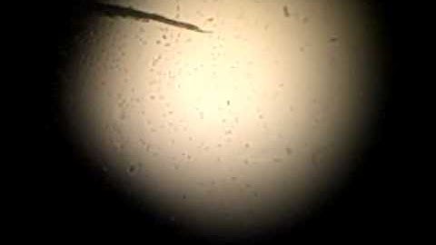C-Fren Chemotaxis (low response)