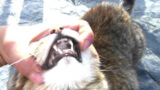 how to check a cat's mouth