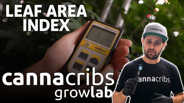 Increase Your Cannabis Yield with Leaf Area Index (LAI)