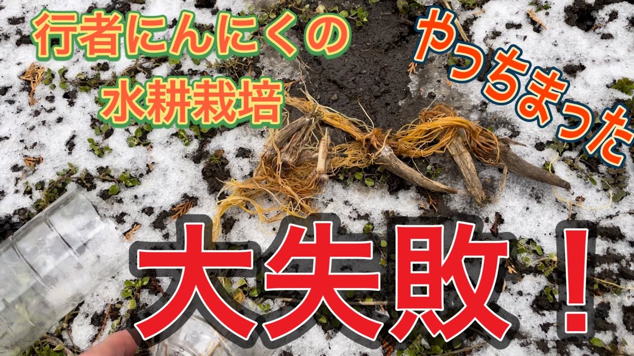 ［後編］行者にんにく球根を冷凍&解凍&ペットボトルで水耕栽培実験動画
