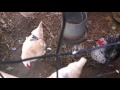 How we Predator-proof our chicken and duck coops How we Predator-proof our chicken and duck coops