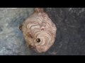 スズメバチの巣を眺めていたけど最後に殺虫剤をかけてみた wasp's nest