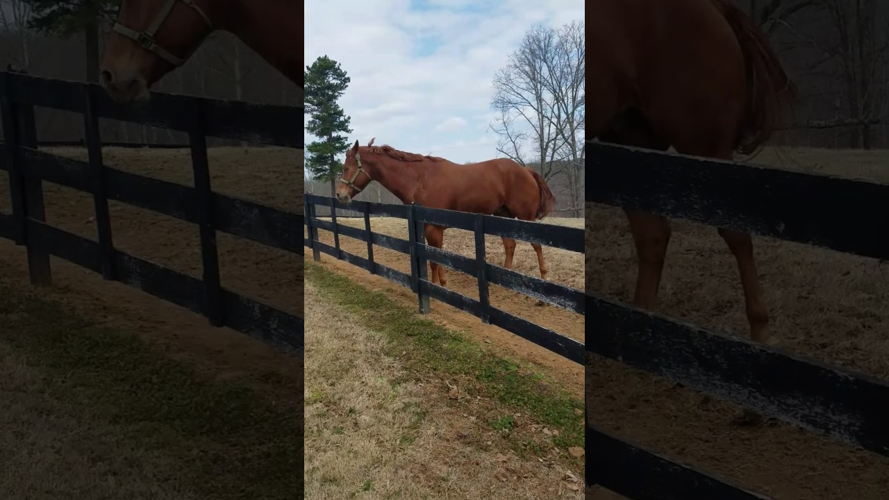 Muscle Horse 