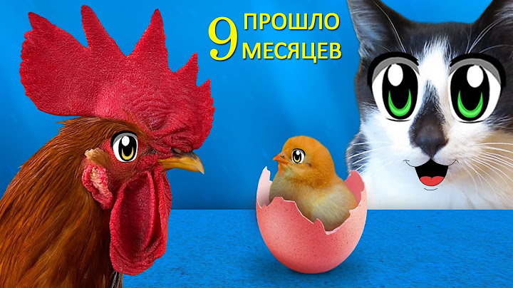 КАК РОС ПЕТУШОК! Маленький цыплёнок ВЫРОС! Смешные КОТЫ против ПЕТУХА
