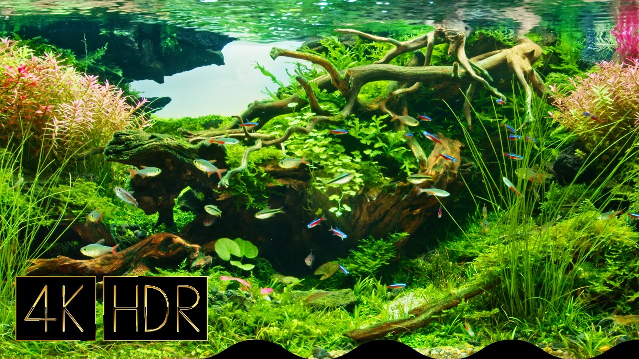 [Cropped] Mizukagami (Water Mirror) | Aquascape • Fixed 3hours 4K HDR 60fps • Water sound・UHD16:9
