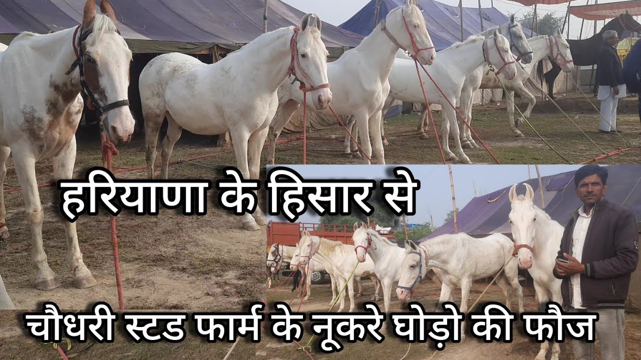 हिसार के चौधरी स्टड फार्म वाले लेकर आए नूकरे घोड़ो की फौज | nukra marwadi horses mandi rajasthan