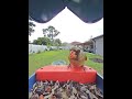 #cardinal #woodpecker #everythingnature #backyardwildlife #wildlife #birds #birdfeedercamera #nature