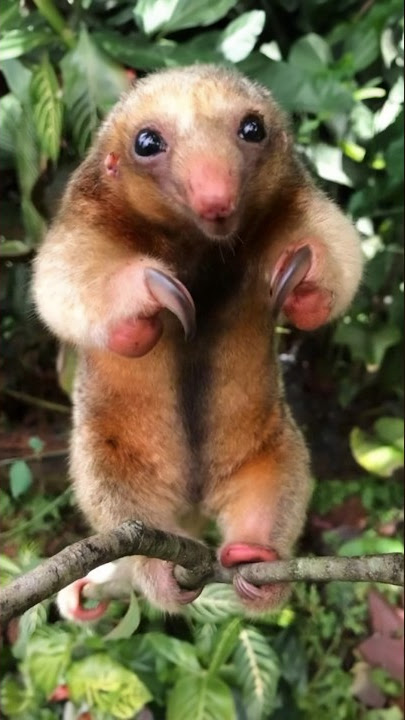 ANTEATER T-Pose! in Costa Rica 🐜 #shorts Tamandua 