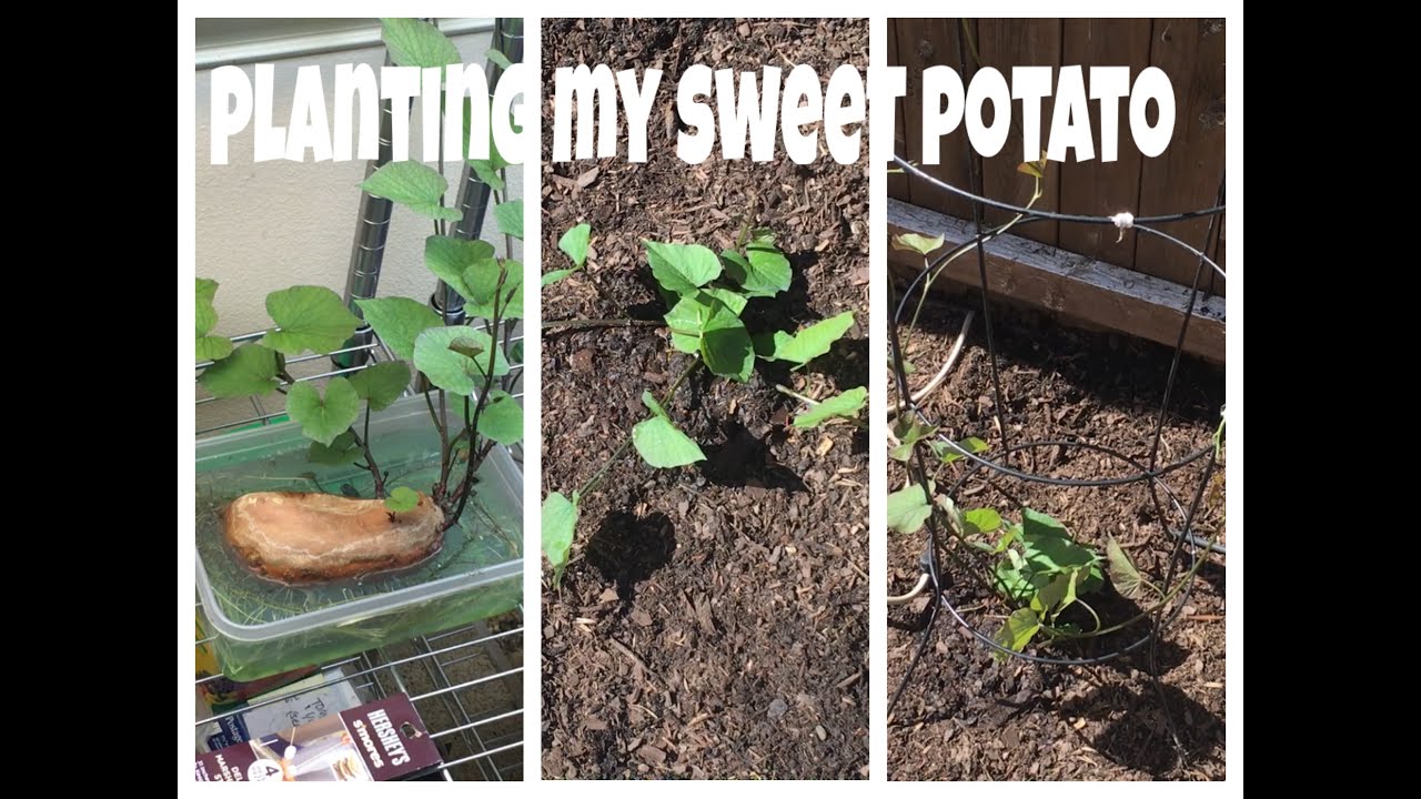Planting My Sweet Potato YouTube