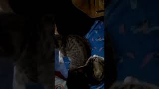#gatoshermosos #michisvirales está bien comodines estos dos..