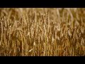 Peaceful Wheat Field in the Wind | Relaxing Nature Sounds for Calm & Focus
