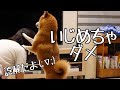 2歳娘と遊んでたら勘違いした柴犬が必死で止めに来た|犬と子供のvlog