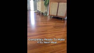 😳 She Brought a Roach Inside… Big Mistake! 🦎 Information