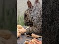 Squirrel's eye view #short #squirrel #squirrelwatching