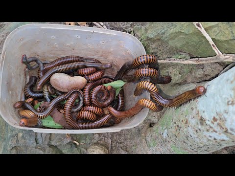 Exploring, Catching Wilde Creatures Giant Millipede, Snail, Venom Scorpion, Beetle, Small Millipede
